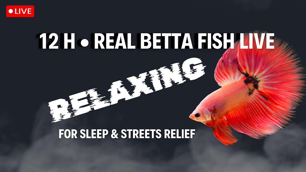 Live Real Betta Fish 24/7 | Zero AI, Pure Relaxation 🐟
