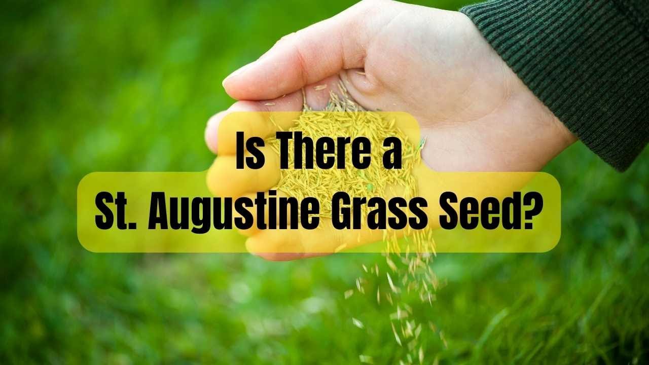 Is There a St  Augustine Grass Seed - Houston Pearland Sugar Land