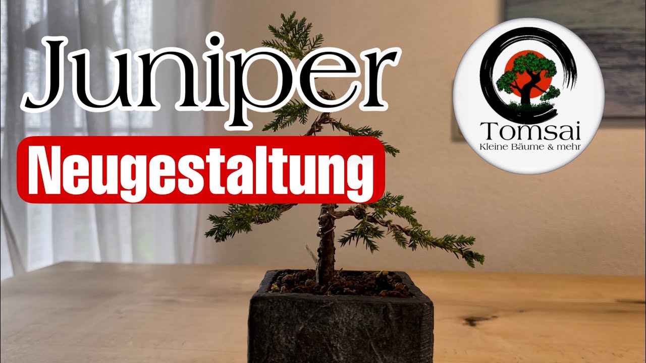 Wacholder Juniperus „Neugestaltung“ Bonsai 70/22