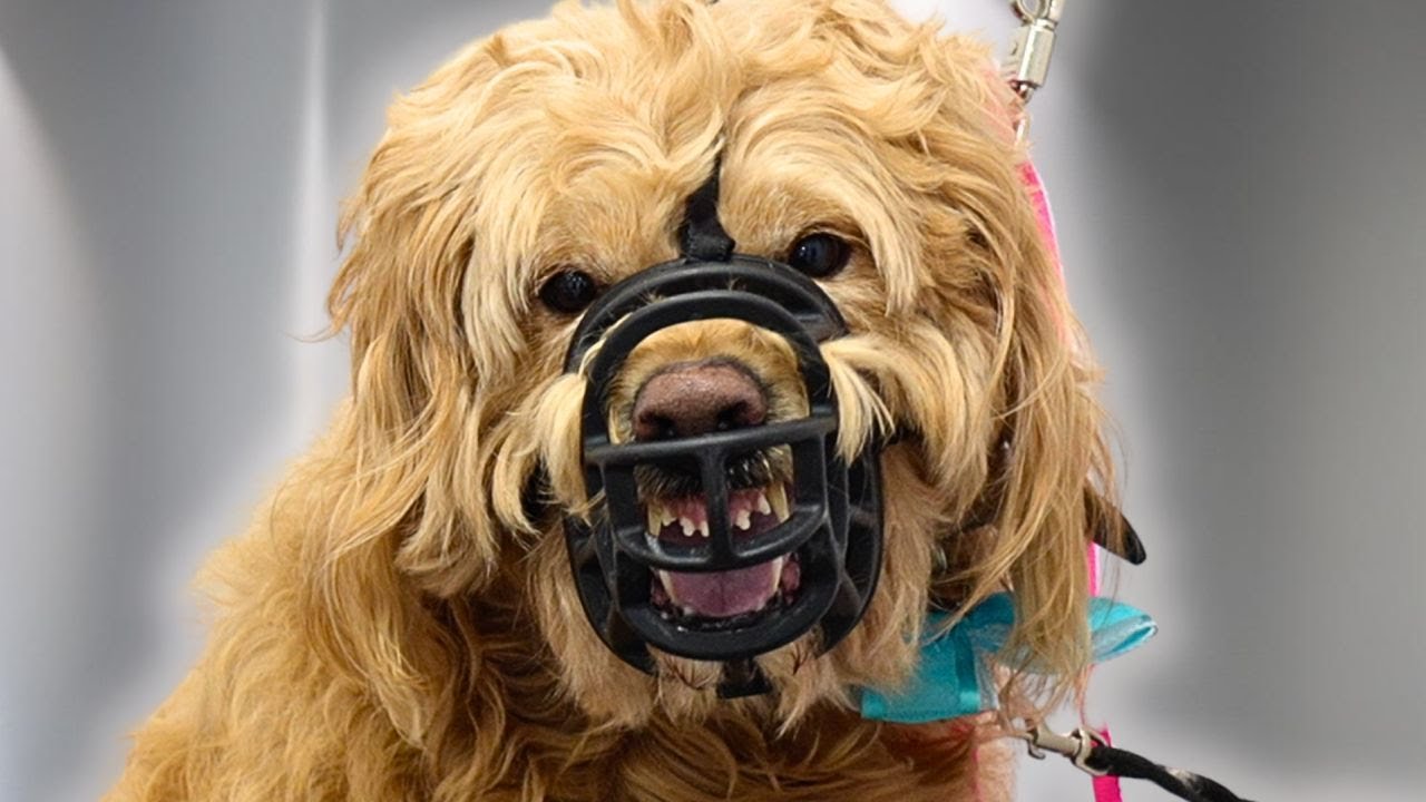 One of the most aggressive dogs I've ever worked on... | Goldendoodle