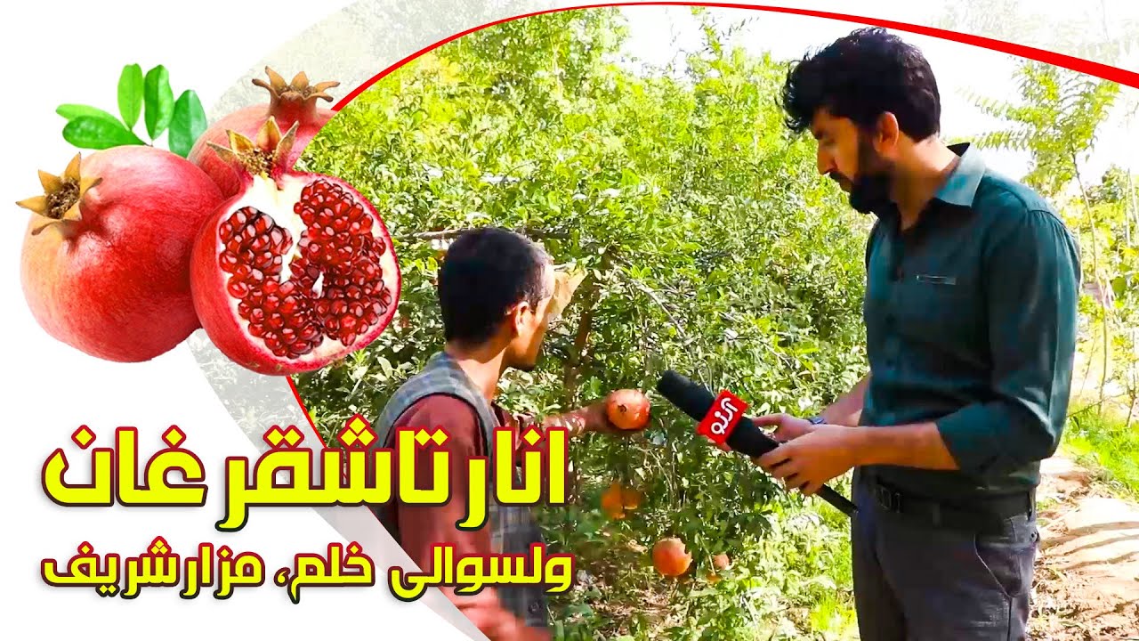 گزارش ویژه از باغ‌های انجنیردر ولسوالی خلم و صحبت‌های جالب با دکان‌داران تنگی تاشقرغان
