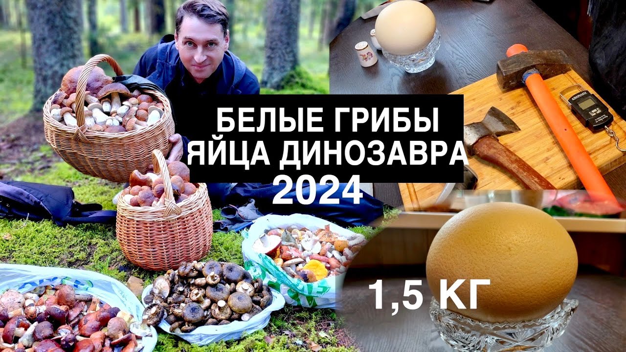 БЕЛЫЕ ГРИБЫ И ЯЙЦА ДИНОЗАВРА 2024 (6СЕРИЯ)
