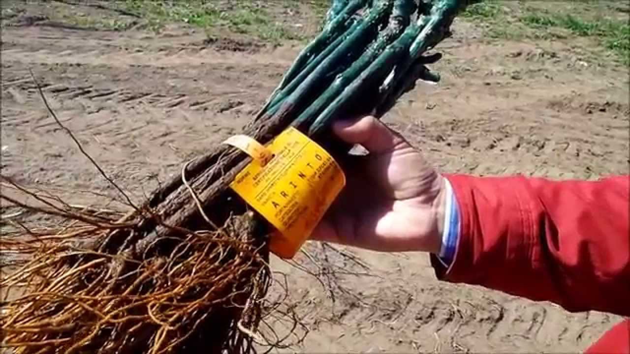 Planting an arinto vineyard, Vinho Verde, Portugal