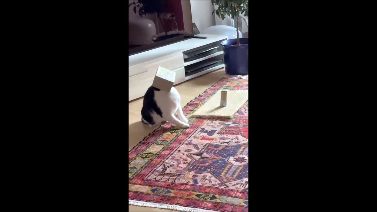 Katze versucht an seine Leckerlis rankommen