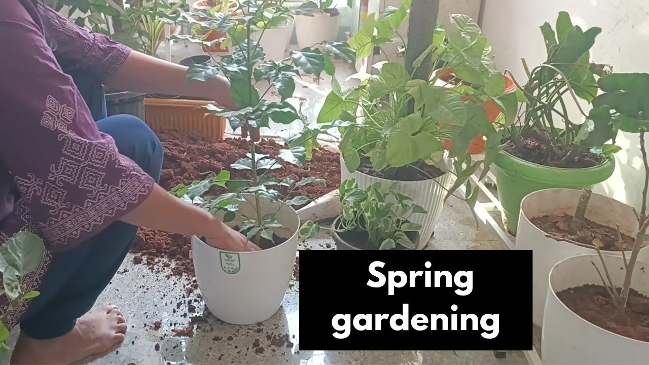 February and march month garden work /spring gardening/gardening work in spring