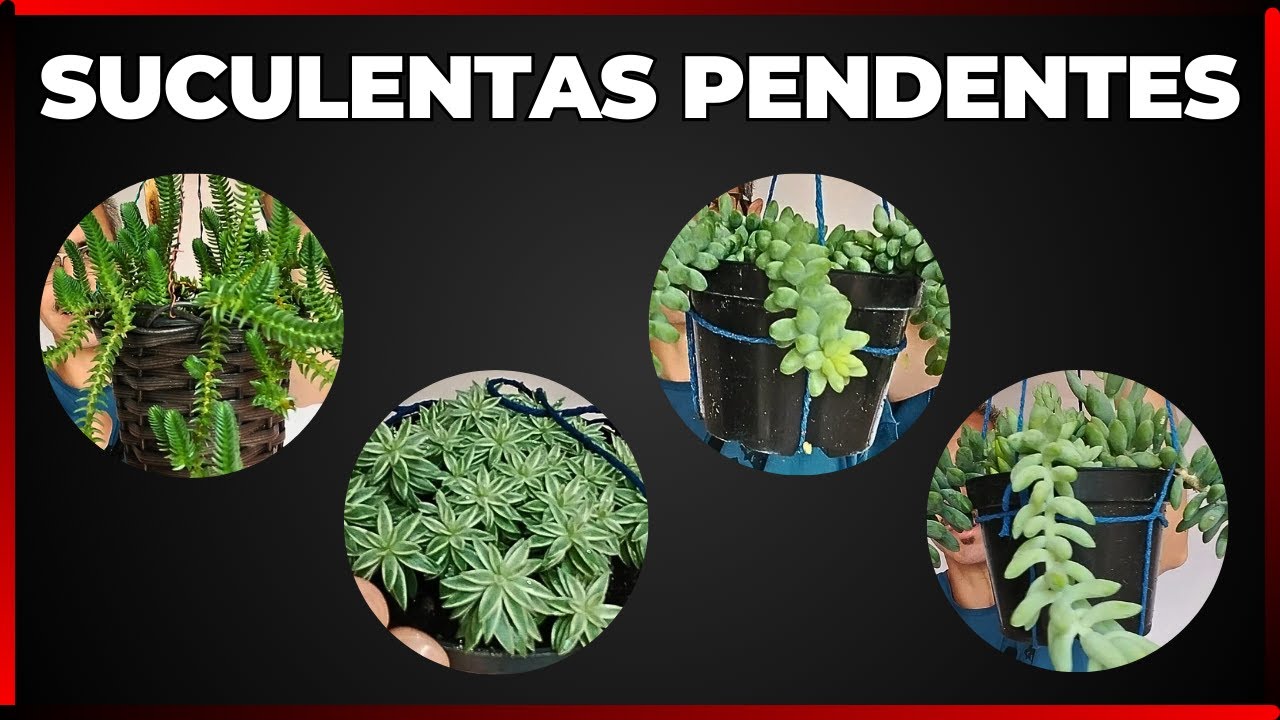 CONHEÇA algumas SUCULENTAS PENDENTES
