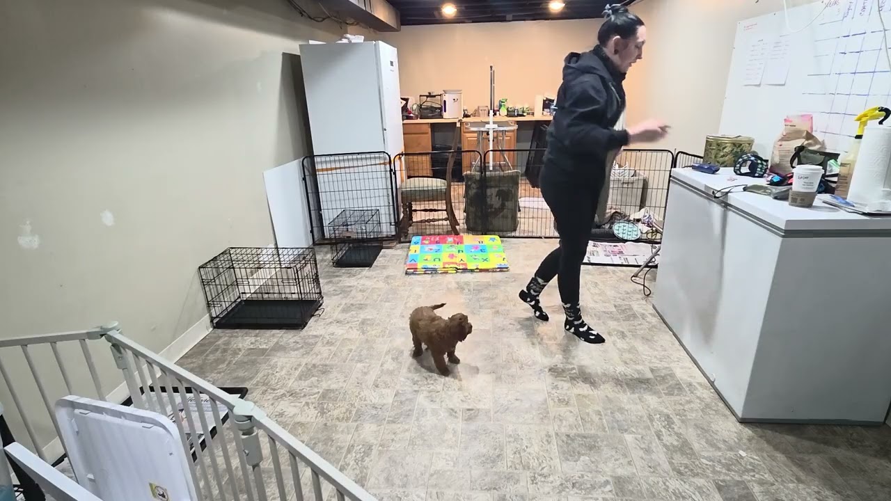 Premier Pup Reggie Wk 3 Recap