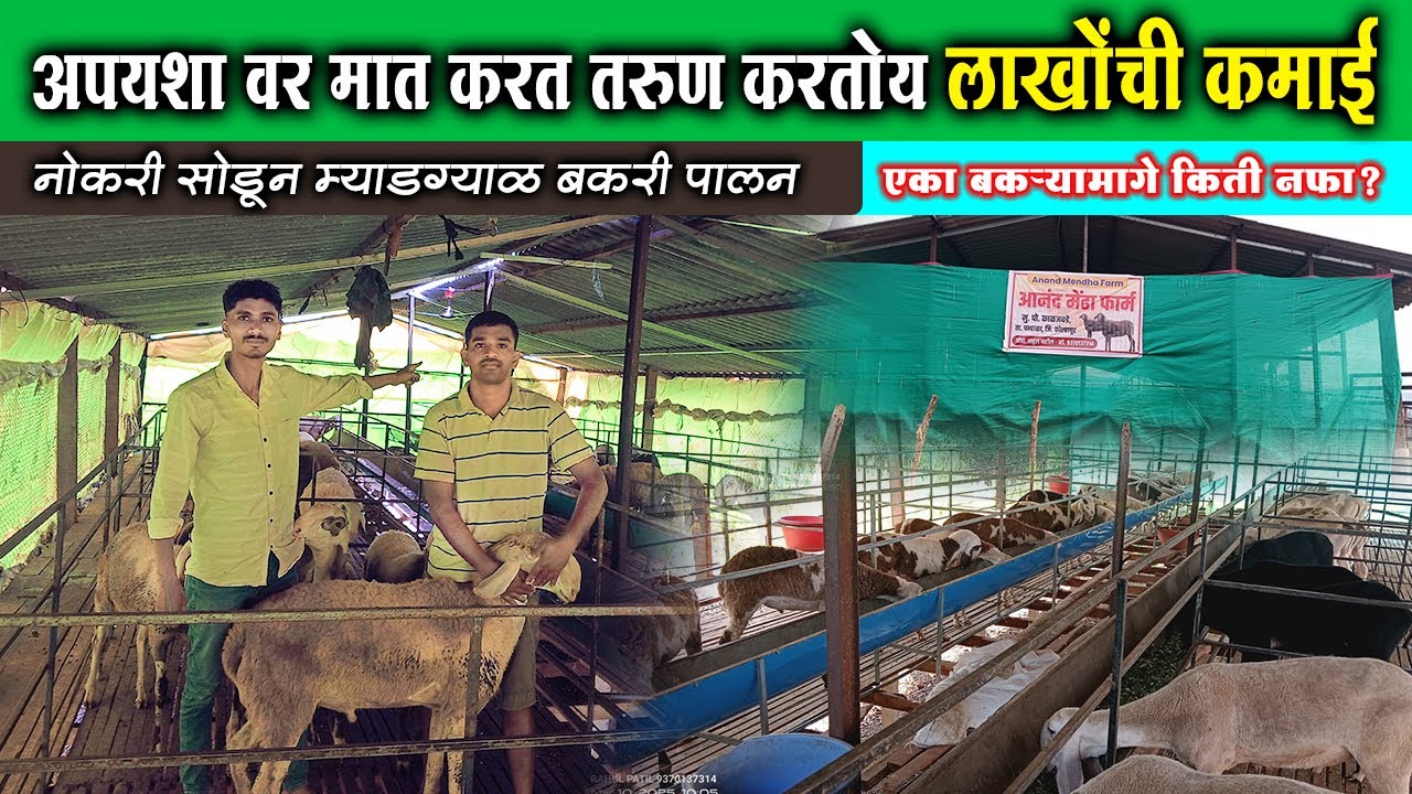 तरुण करतोय बंदिस्त बकरी पालन वर्षा काठी होते 100 बकऱ्यांची विक्री #myadgyalbakri #farming #bakri