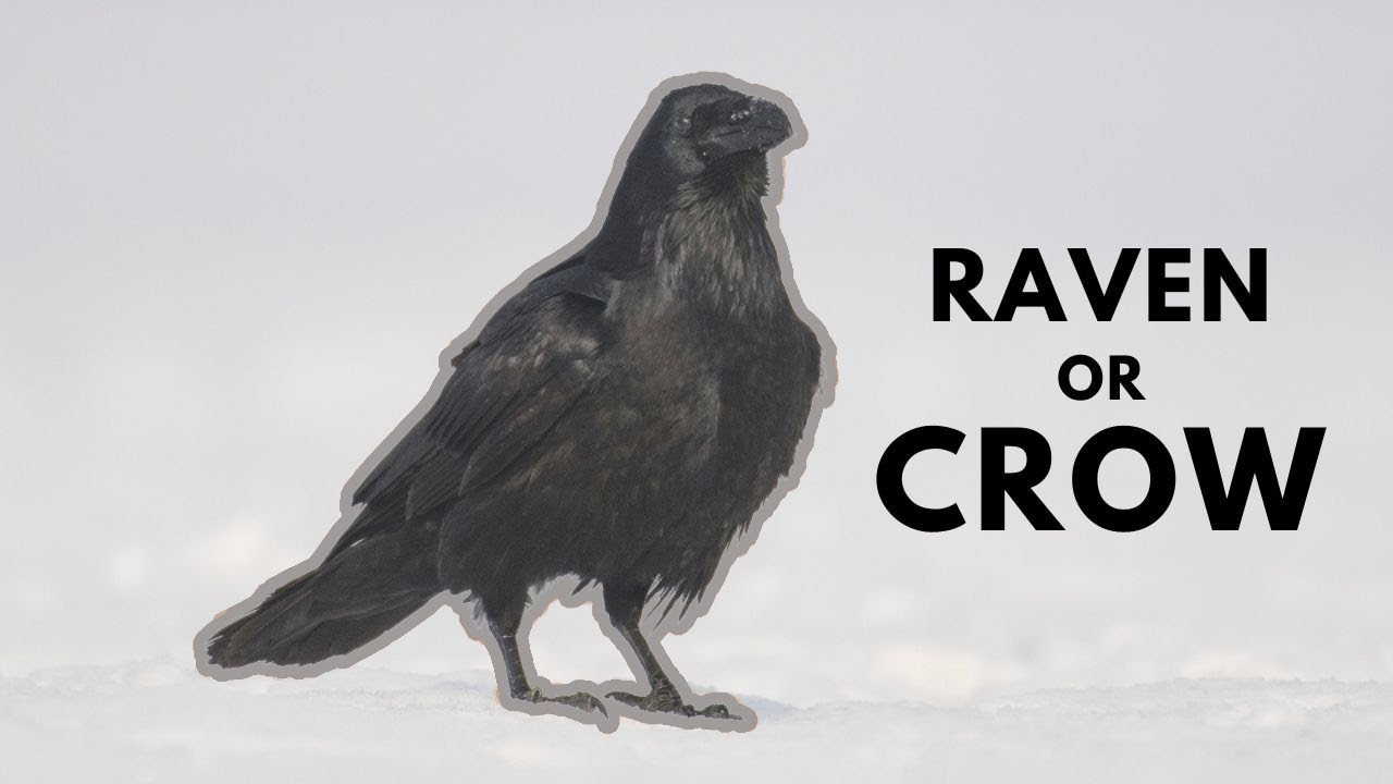 Crow vs raven. Jackdaw vs rook. Differences between ravens, crows, rooks and jackdaws!