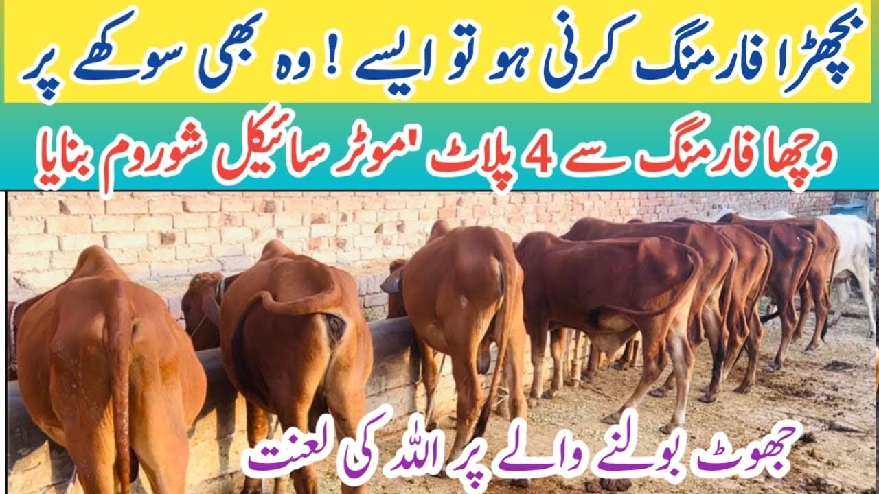 25 Years Experience Bachra Farming In Pakistan| why livestock farm business profitable Farming