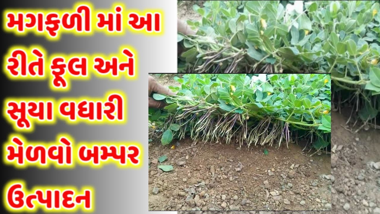 મગફળી માં આ રીતે ફૂલ અને સૂયા વધારી મેળવો બમ્પર ઉત્પાદન, મગફળી ની ખેતી, magfali ni kheti
