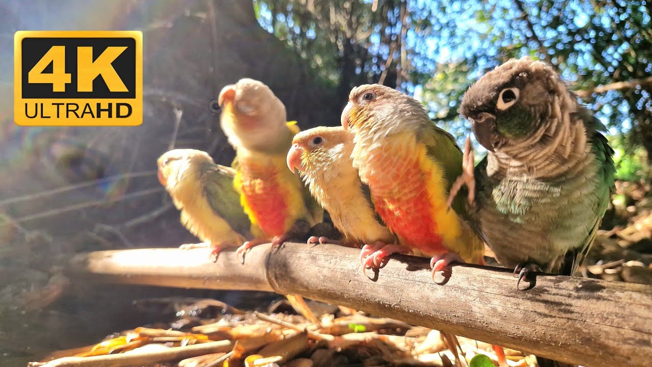 Morning sunlight is good for birds. Pineapple conure, Blue conure, video for birds relax. 