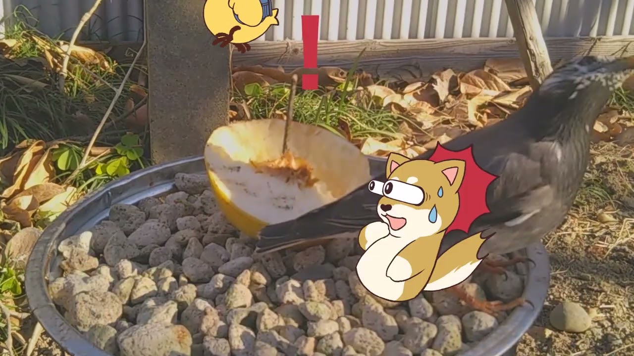 【喂鸟器】柿子食鸟观察日记 30l【喂鸟器】