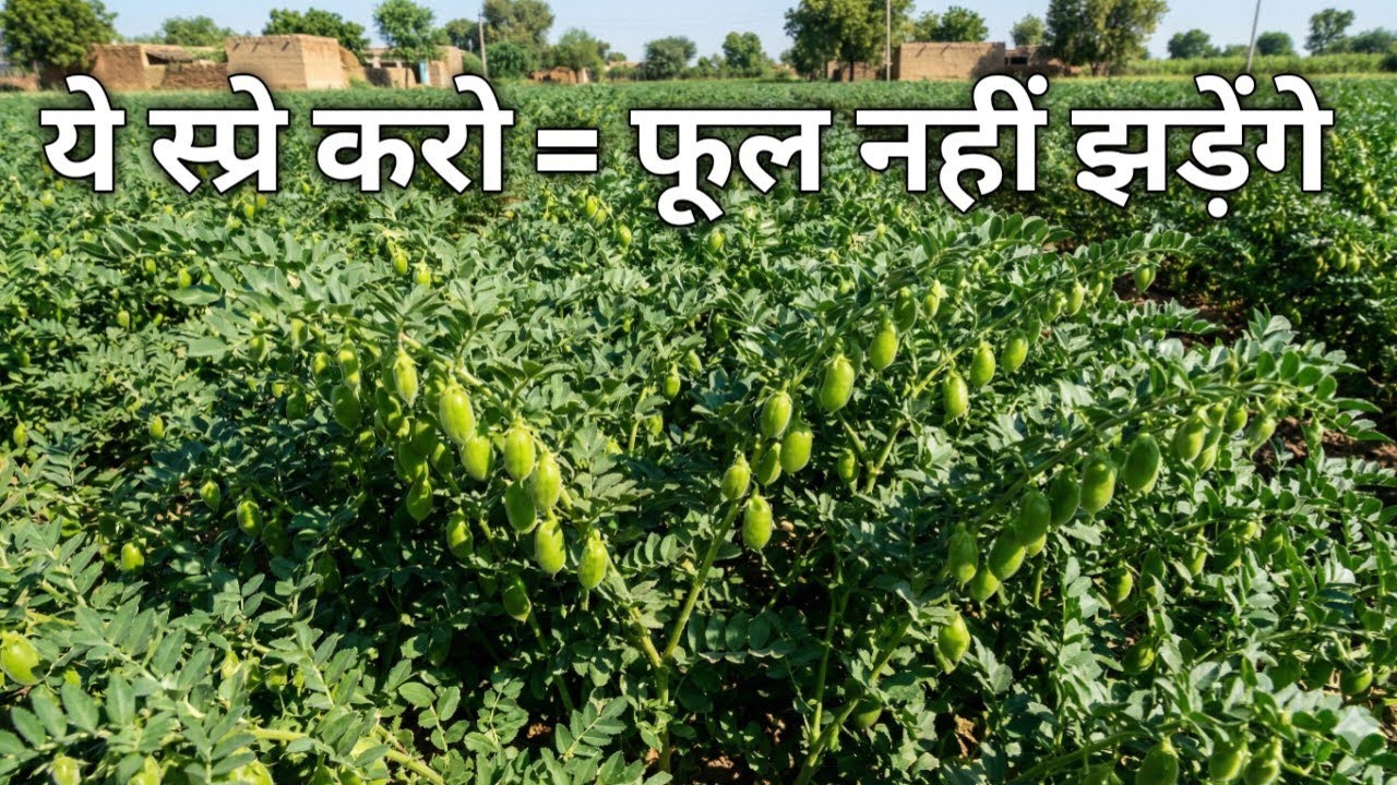 चना में फूल झड़ना बंद | एक स्प्रे में जबरदस्त रिजल्ट |AgricultureTechnology । Profitable Farming ।