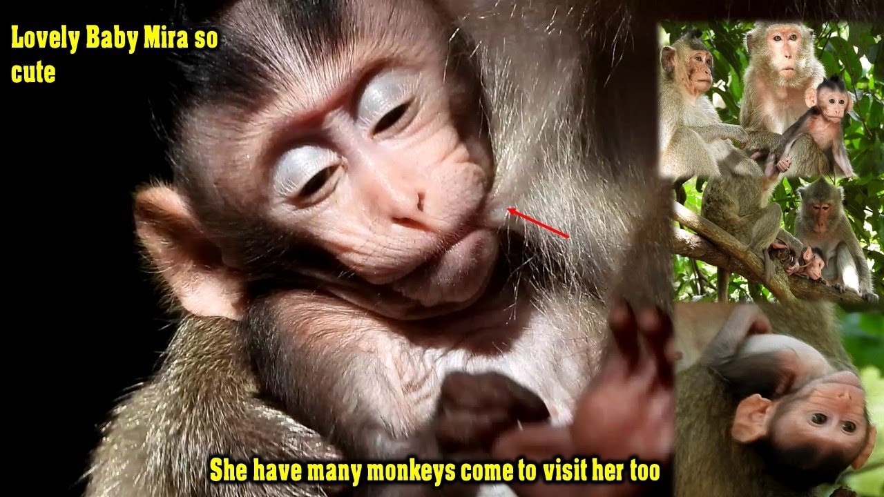 OMG! Poor baby monkey Mira so cute & many monkeys like Ginger, Belly come to visit her too