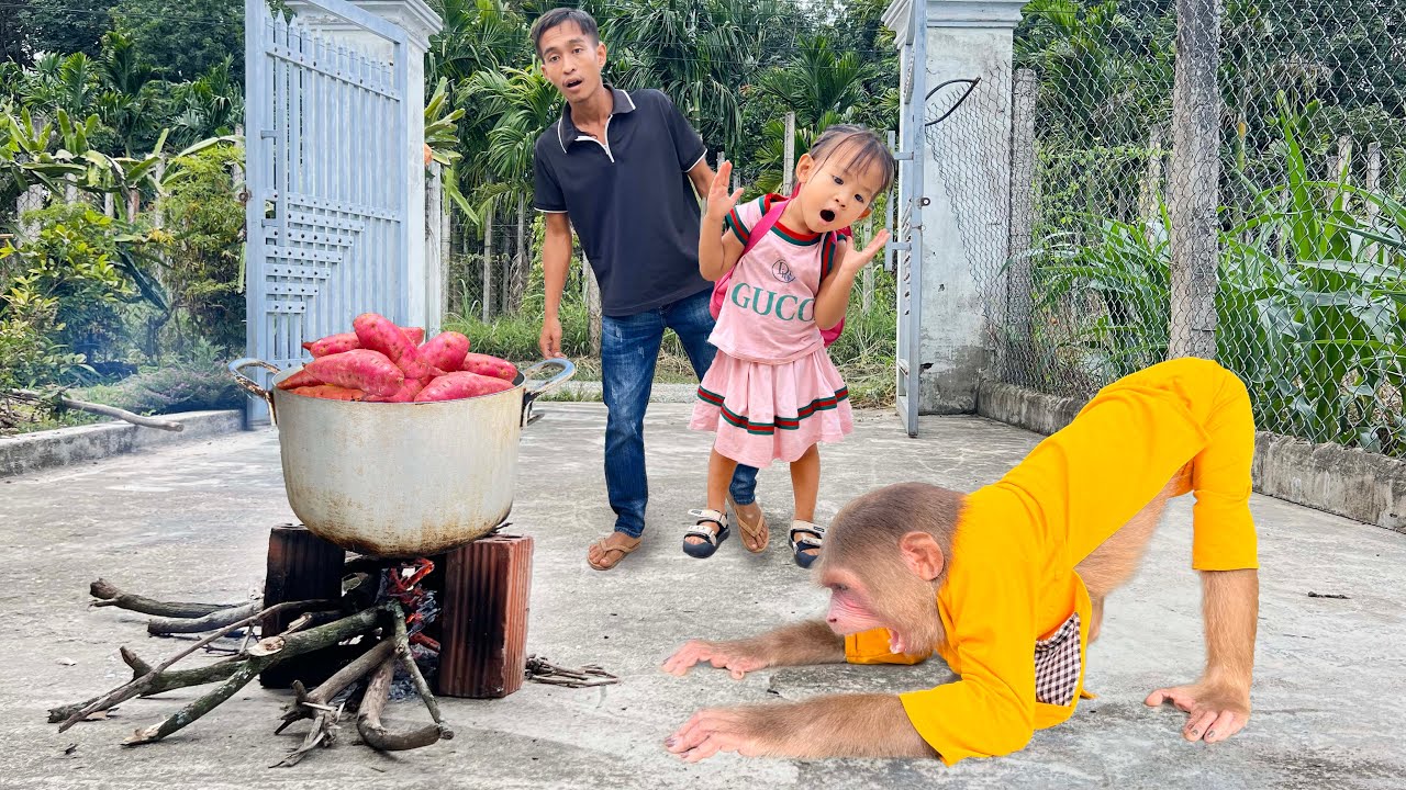 CUTIS Farmers Harvest Sweet Potatoes Busy Boil it To Special Care For Family