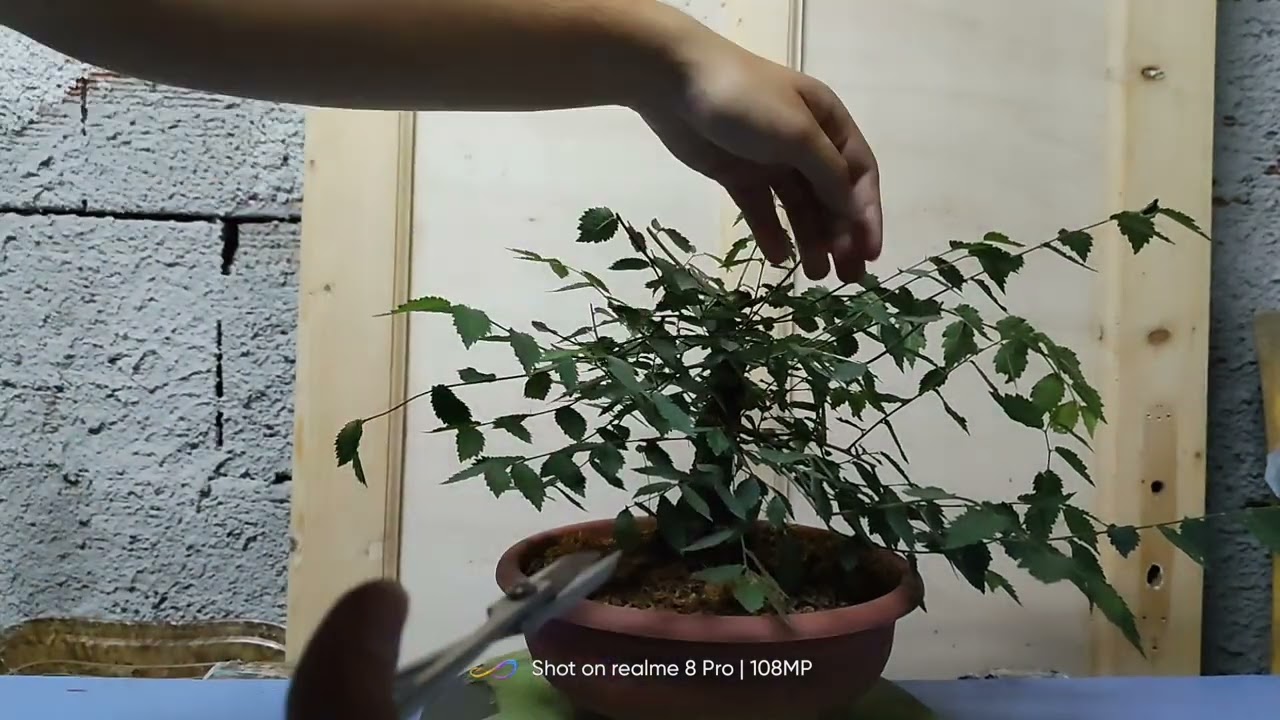 Potatura bonsai olmo