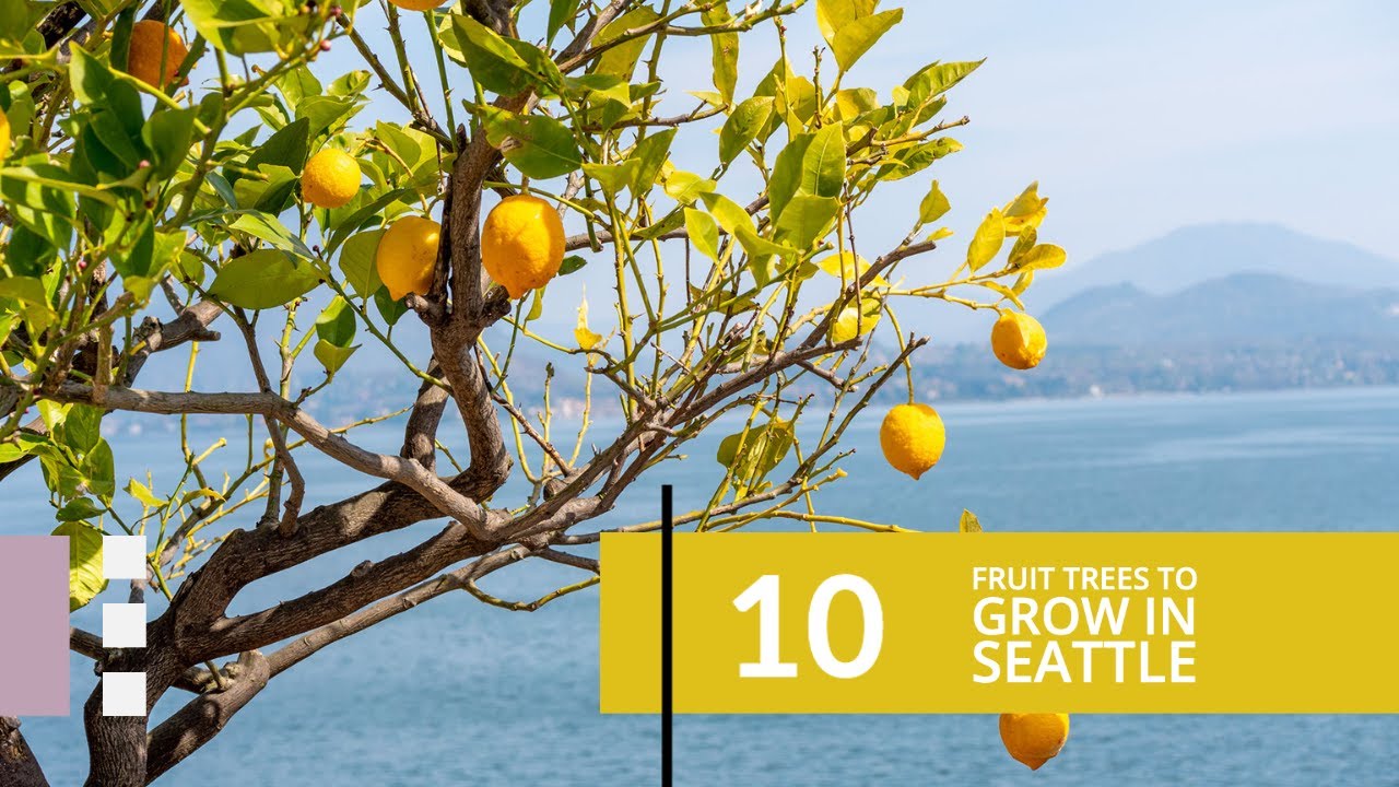 10 fruit trees to grow in Seattle #fruittreesinseattle