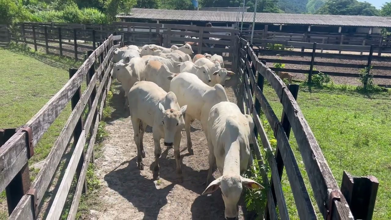 Reposição a todo vapor o agro não para