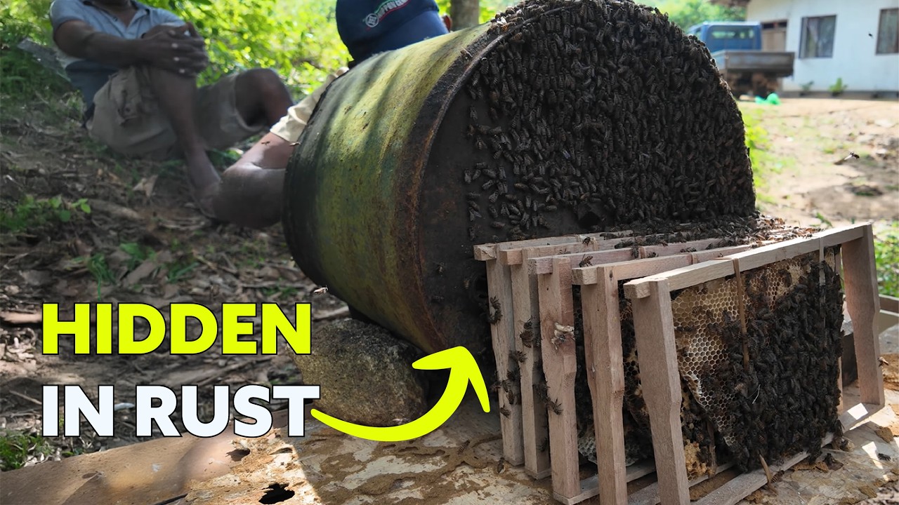 We Relocated a Massive Honey Bee Colony from a Rambutan Tree