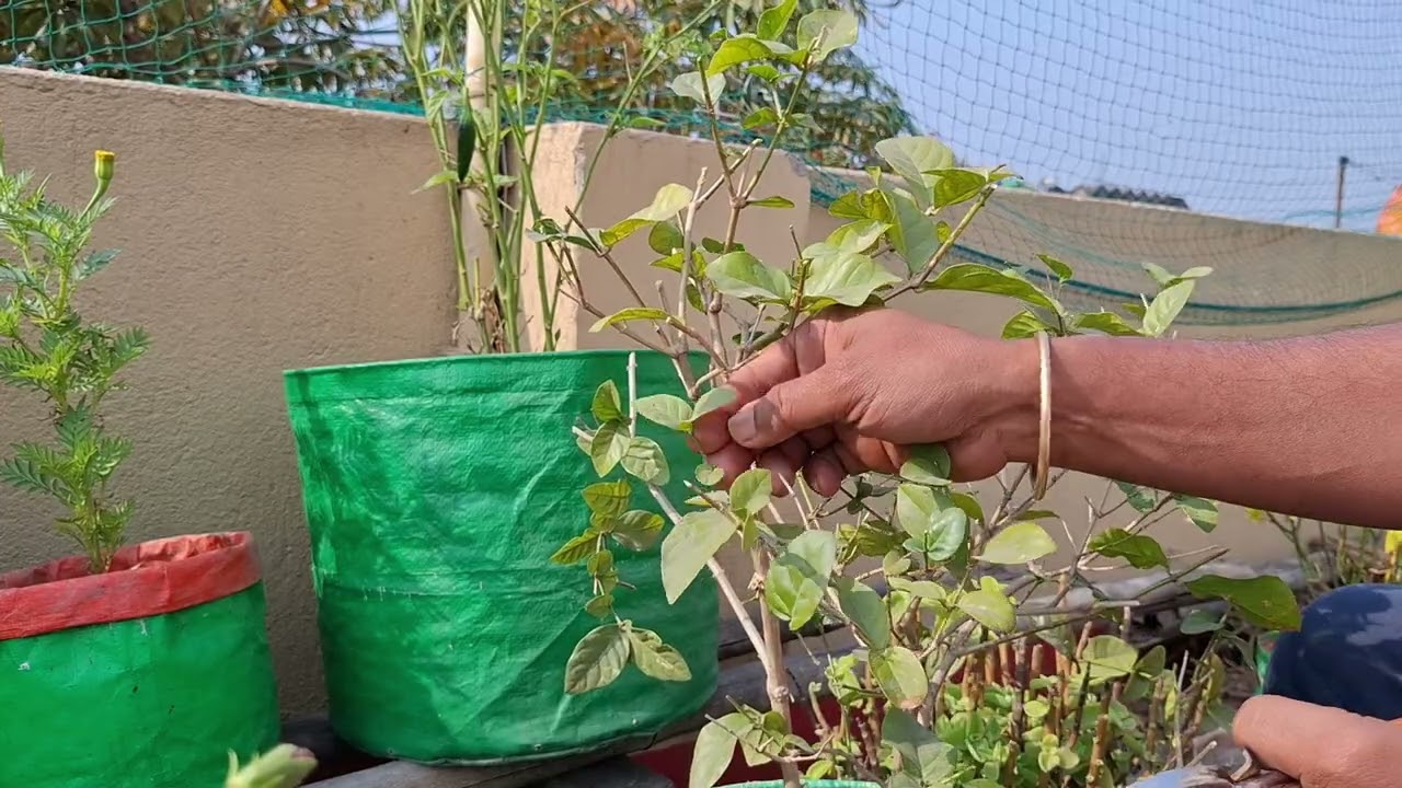 Mogra Plant hard pruning #Plant #mograplant #terracegarden #nature #naturelovers #mograplantcare
