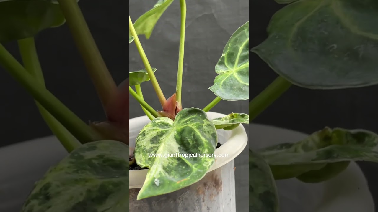 🪴 Anthurium Magnificum Variegated Mottled | www.gianttropicalnursery.com #plantlover #plantsale