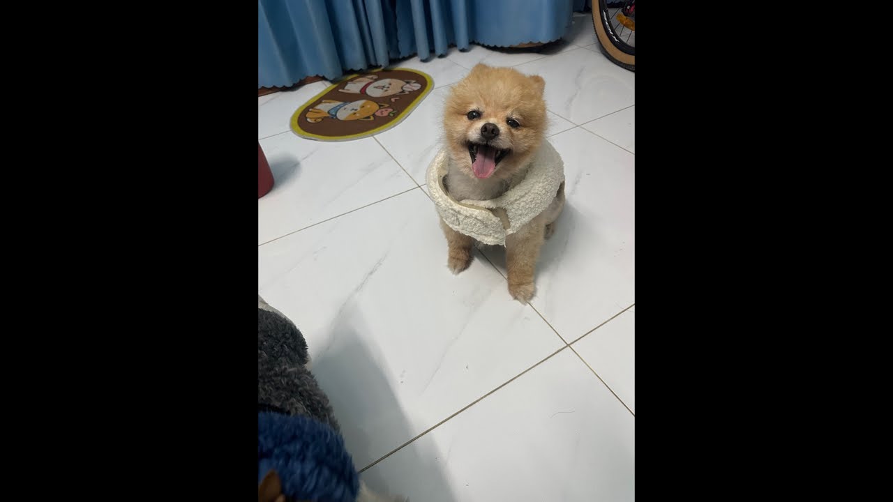 TẬP TIẾP THEO CỦA TRƯƠNG TRÌNH RÚT THĂM MAY MẮN DÀNH CHO NHỮNG MÁI ẤM NHỎ DƯỚI 90 bé 🐕VÀ TRÊN 20 BÉ🐶