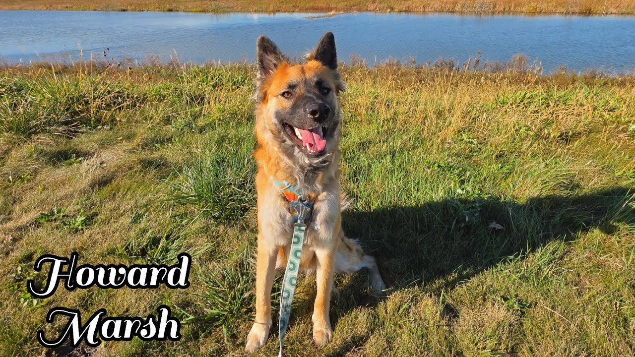Howard Marsh Fall Walk