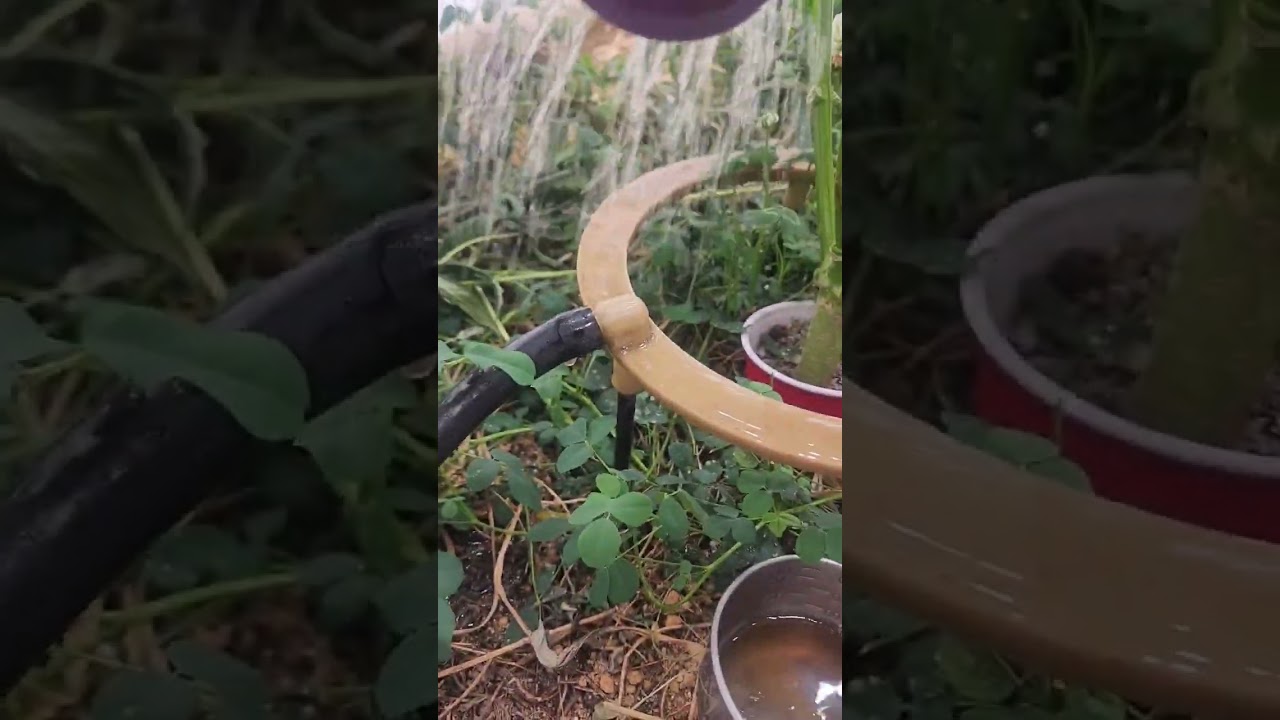 Bokashi in the Garden