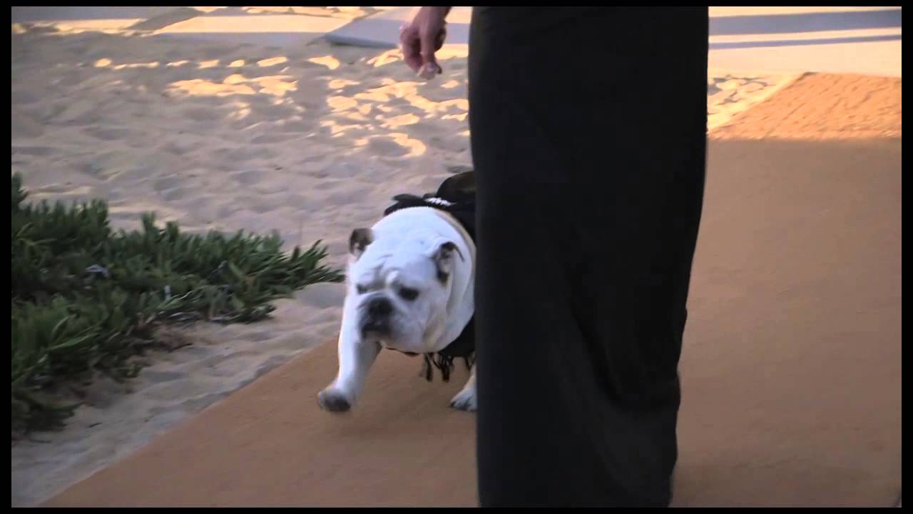beach wedding video