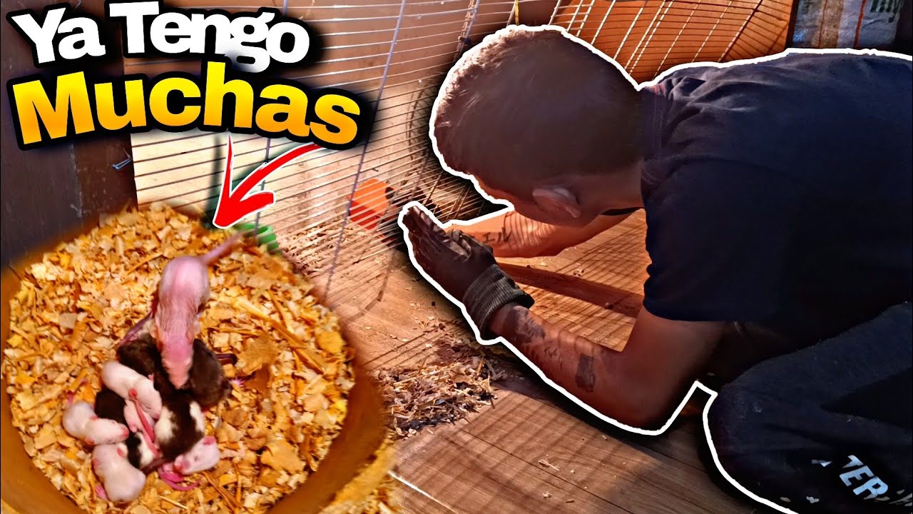 Limpieza a mis Ratas y una trata de morderme!! 2 Nuevas Mascotas!!