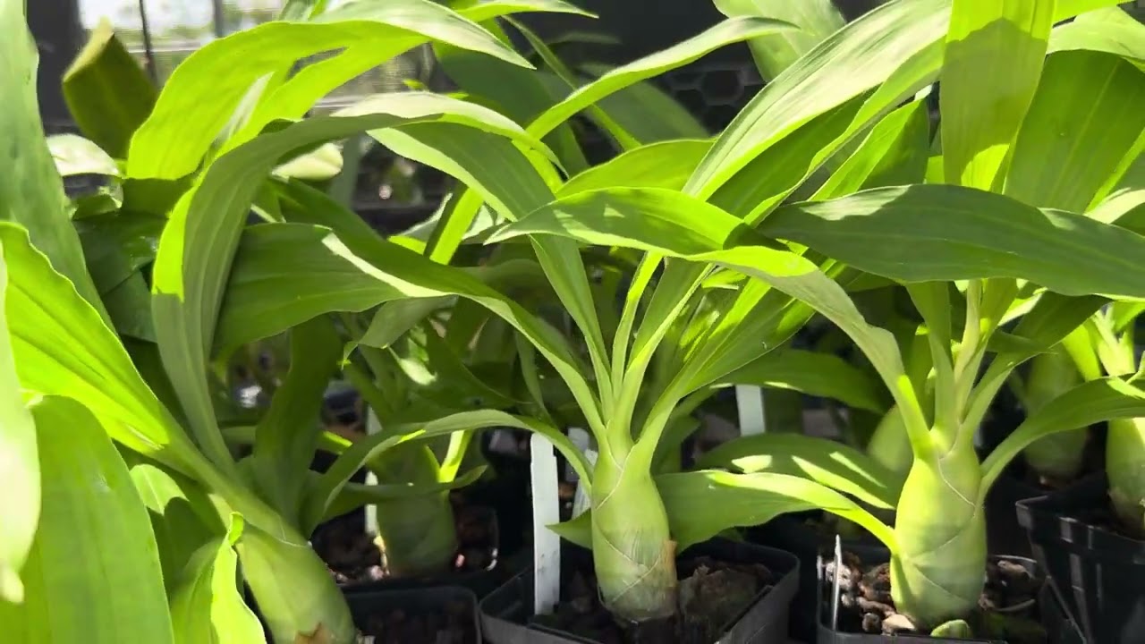 Orquídea Negra, Disponible. Monn. Millennium Magic FCC/AOS