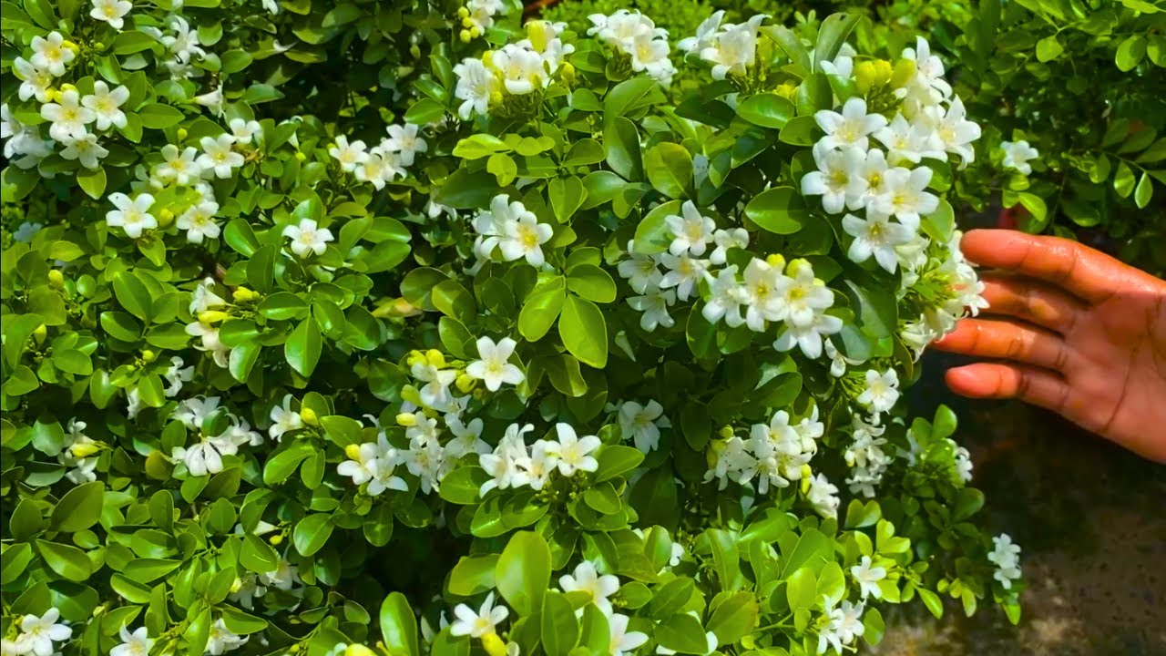 Madhukamini Plant Care Secrets Revealed | Madhukamini Care | Caring Of Madhukamini