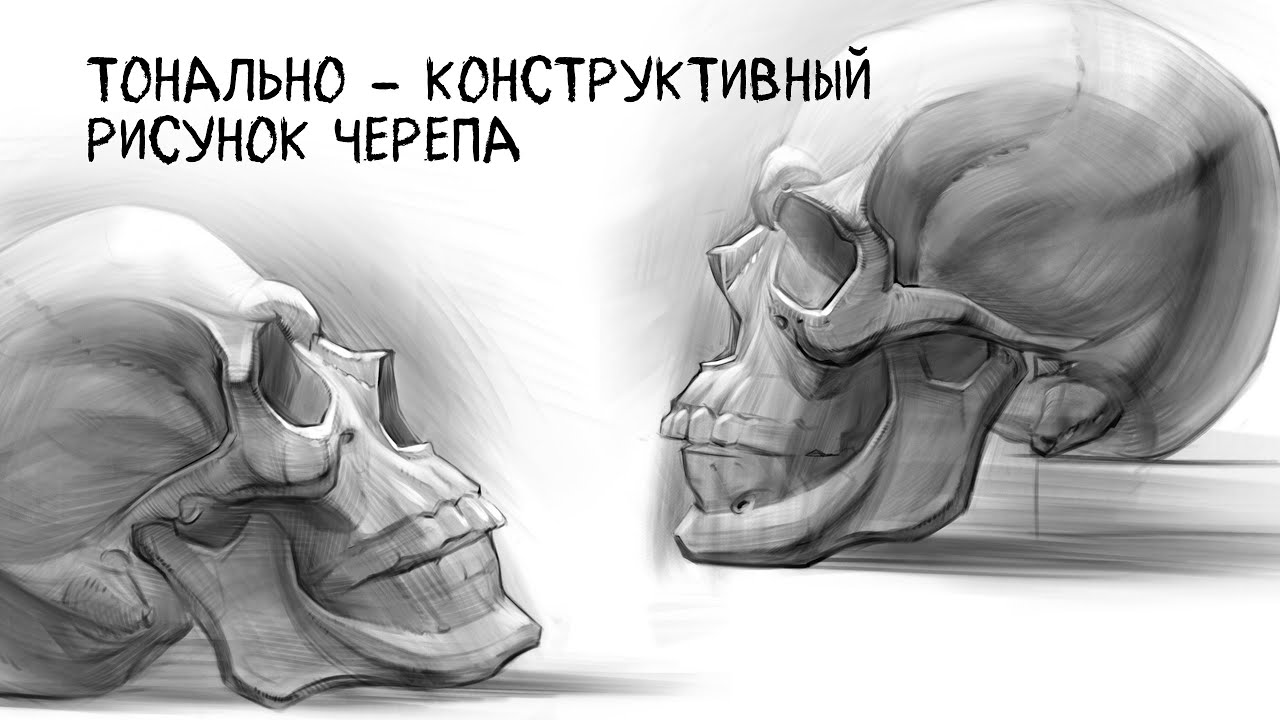 Рисунок черепа. Тон. Конструкция