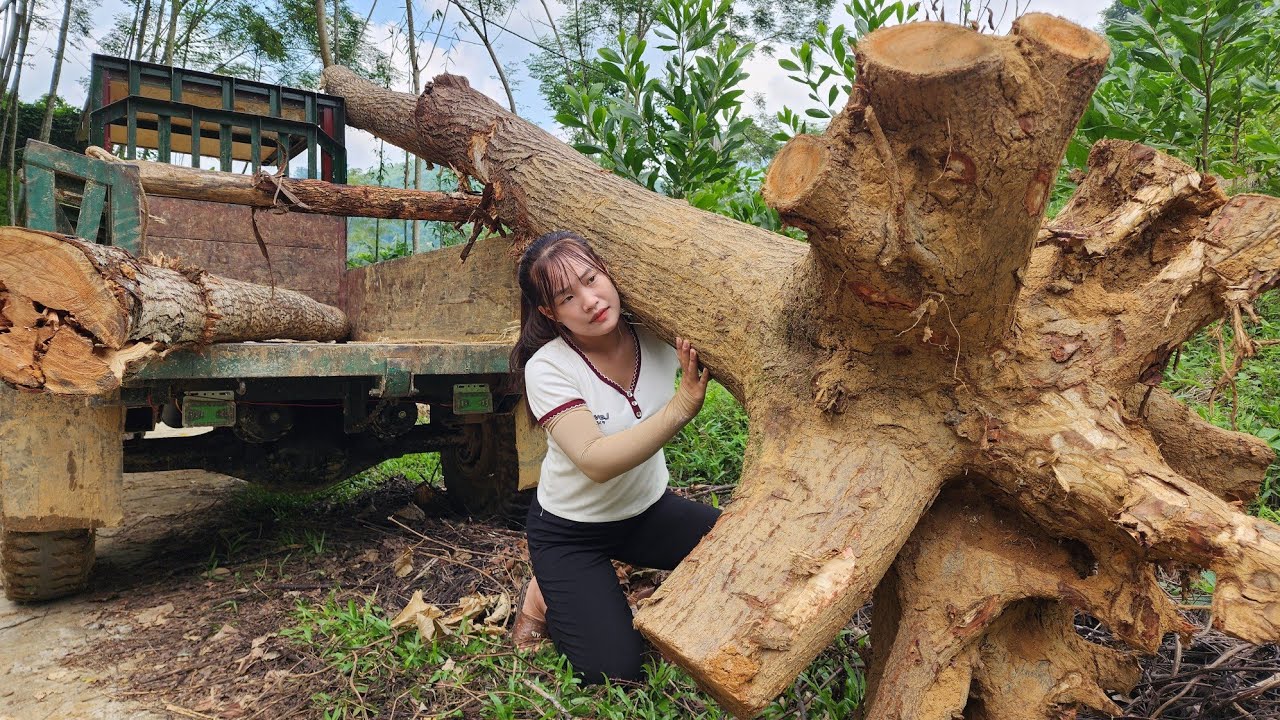 Full Video 50 Days Girl Driving Agricultural Vehicle Transporting Wood