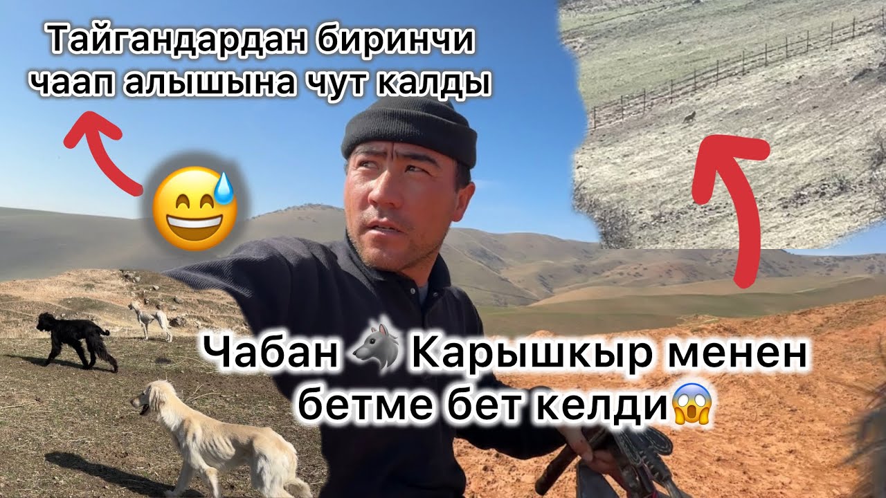 Карышкырга кол сала турган Тайган багам, Мналарды баарын жок кылам🤦‍♂️