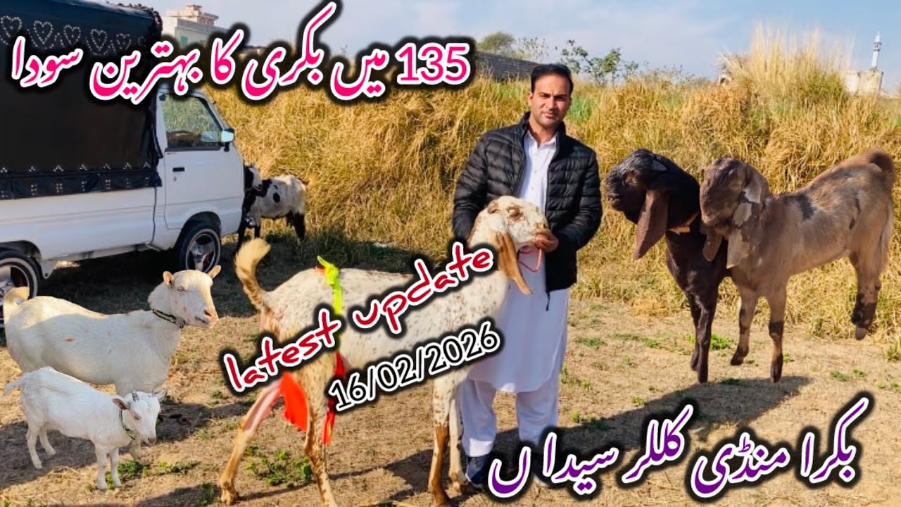 Today Bakra Mandi Kaller syedan لوکل مال latest update 16 February 2026#goat 