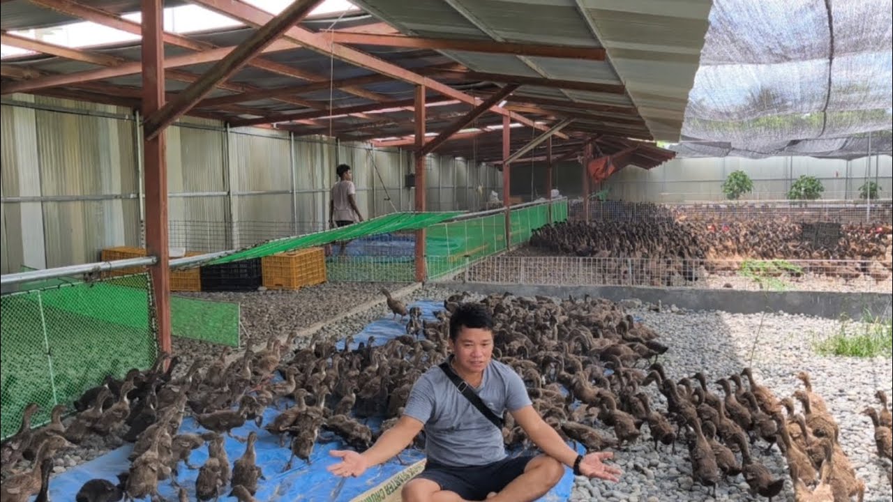 Duck  Housing Ground Setup In Bahaya Farm