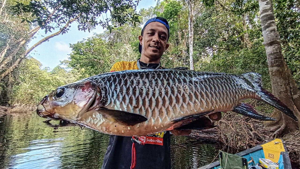 BERBURU IKAN CANTIK PIPI MERAH || CASTING IKAN PIAM