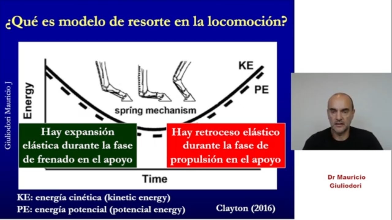 Principio fisiológico de elasticidad o ley de Hooke ¿qué establece y para qué se usa?