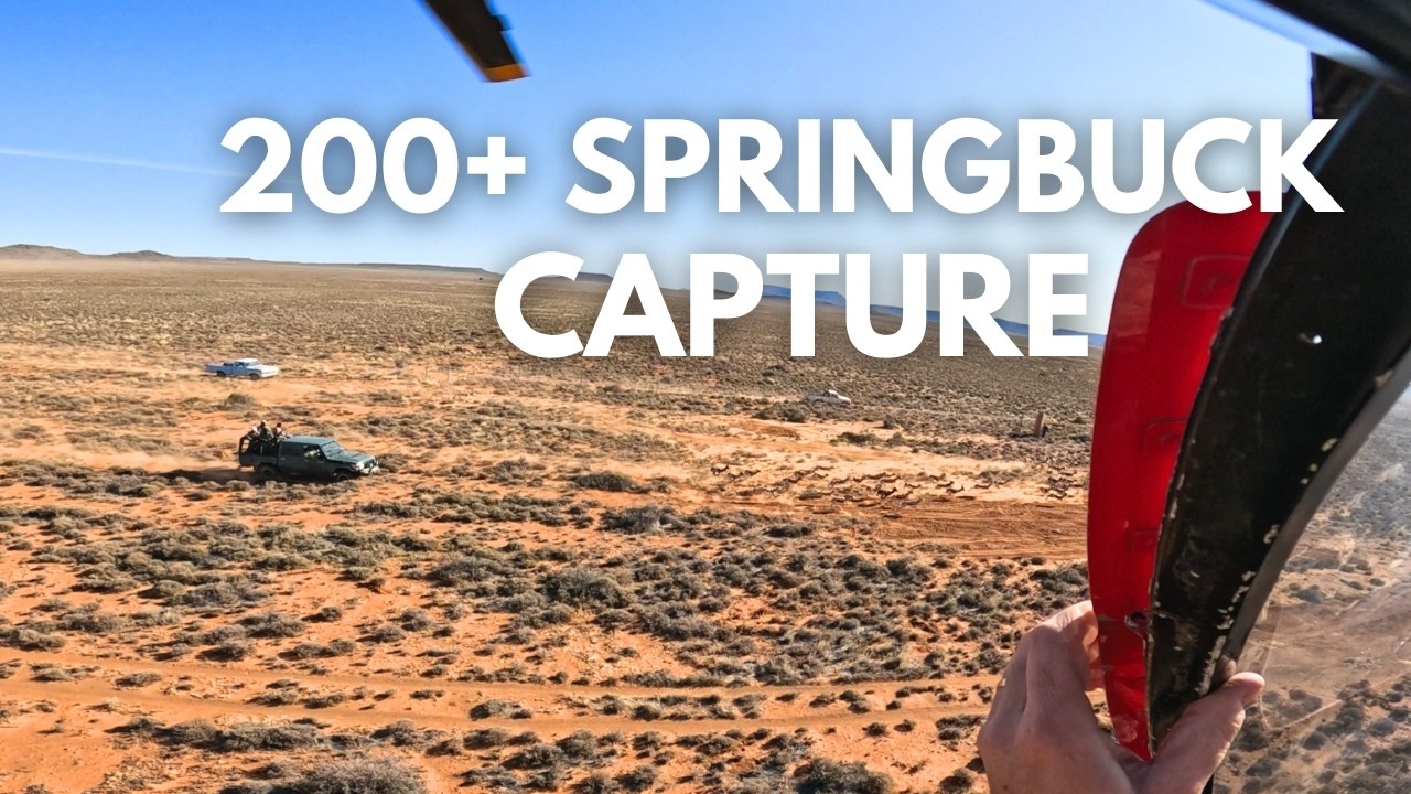 SPRINGBUCK MASS CAPTURE - Mega Springbuck, Northern Cape