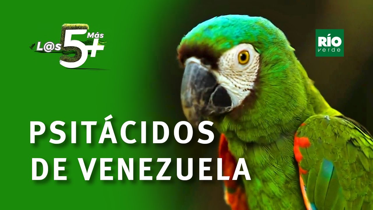 Psitácidos de Venezuela - L@s 5 +