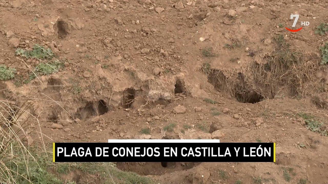 El campo al día (15/03/2023): La plaga de conejos mantiene en vilo los cultivos
