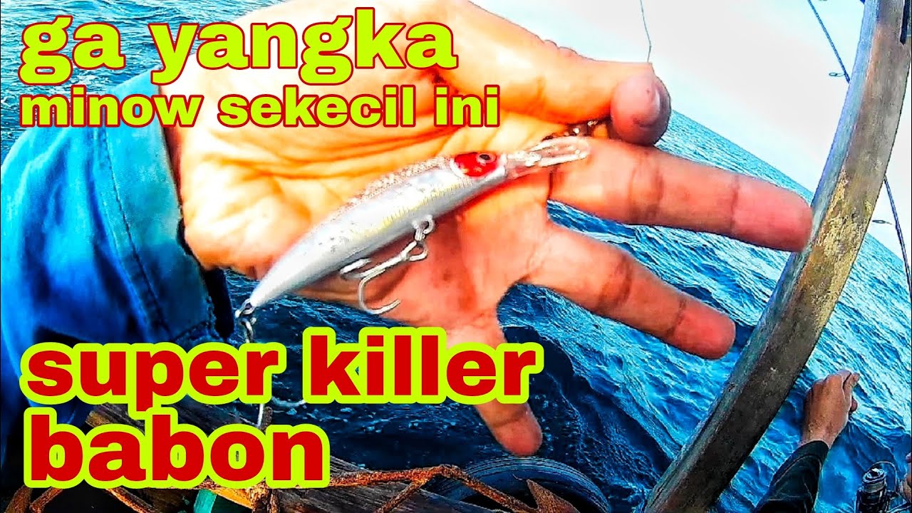 Awalnya saya remehkan minow murah ini,teryata super killer ikan predator!!murah tapi mantap!!