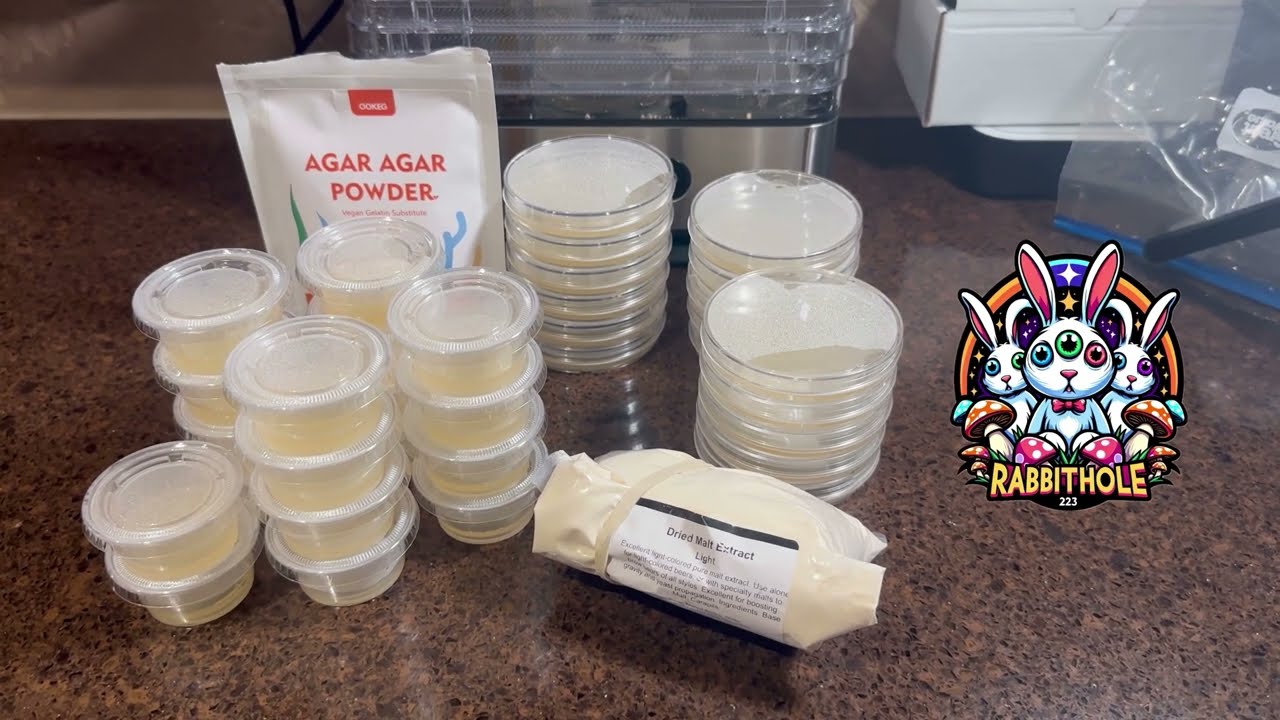 Light malt agar Petri dishes and ketchup cups #mushrooms
