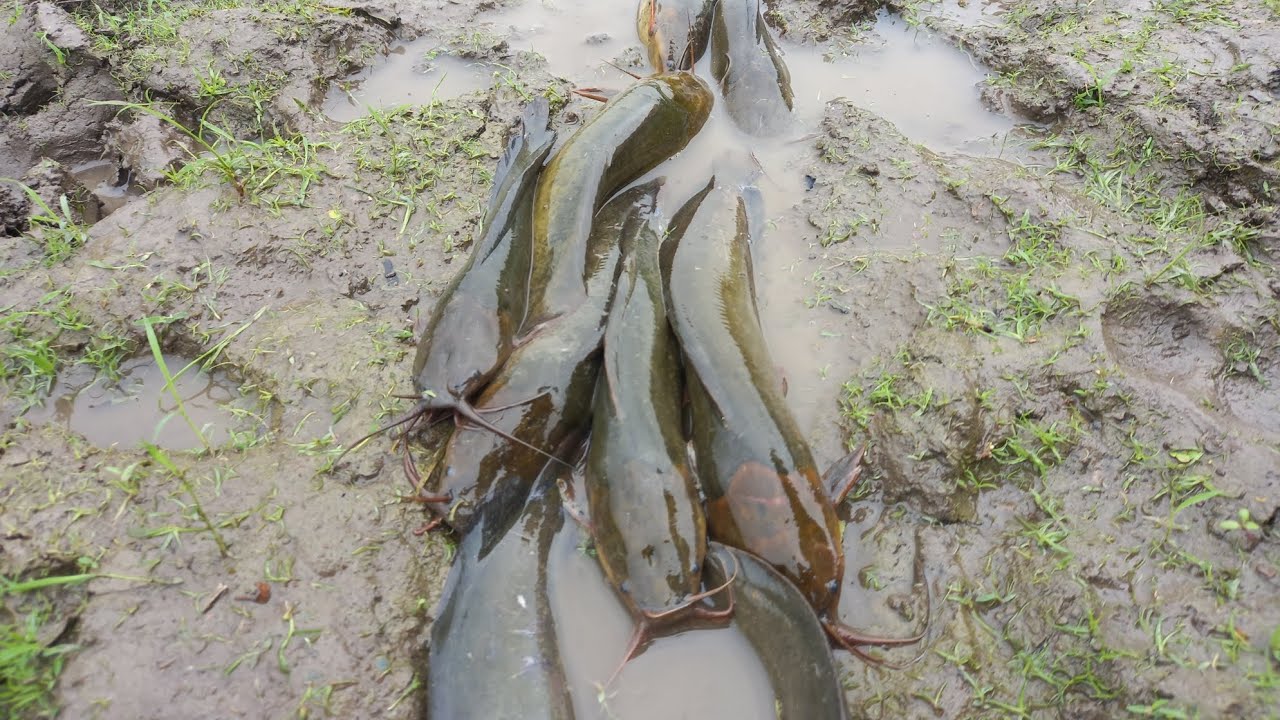 Fishing in the Mud from the Village Pond Fishing Video Part 2