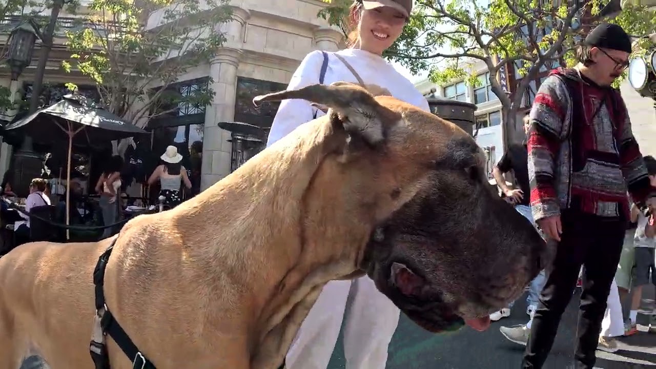 Cash 2.0 Great Dane at the Americana at Brand in Glendale, California 9