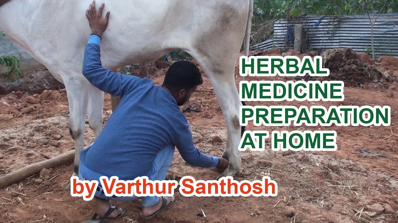 Traditional medicine for injuries in cattle - Varthur Santhosh explains