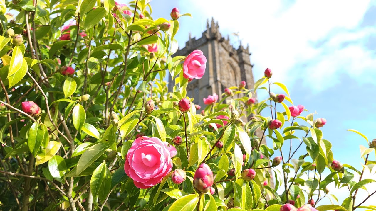 Such a beautiful day and a beautiful church and a beautiful Robin serenading me #churches #england 