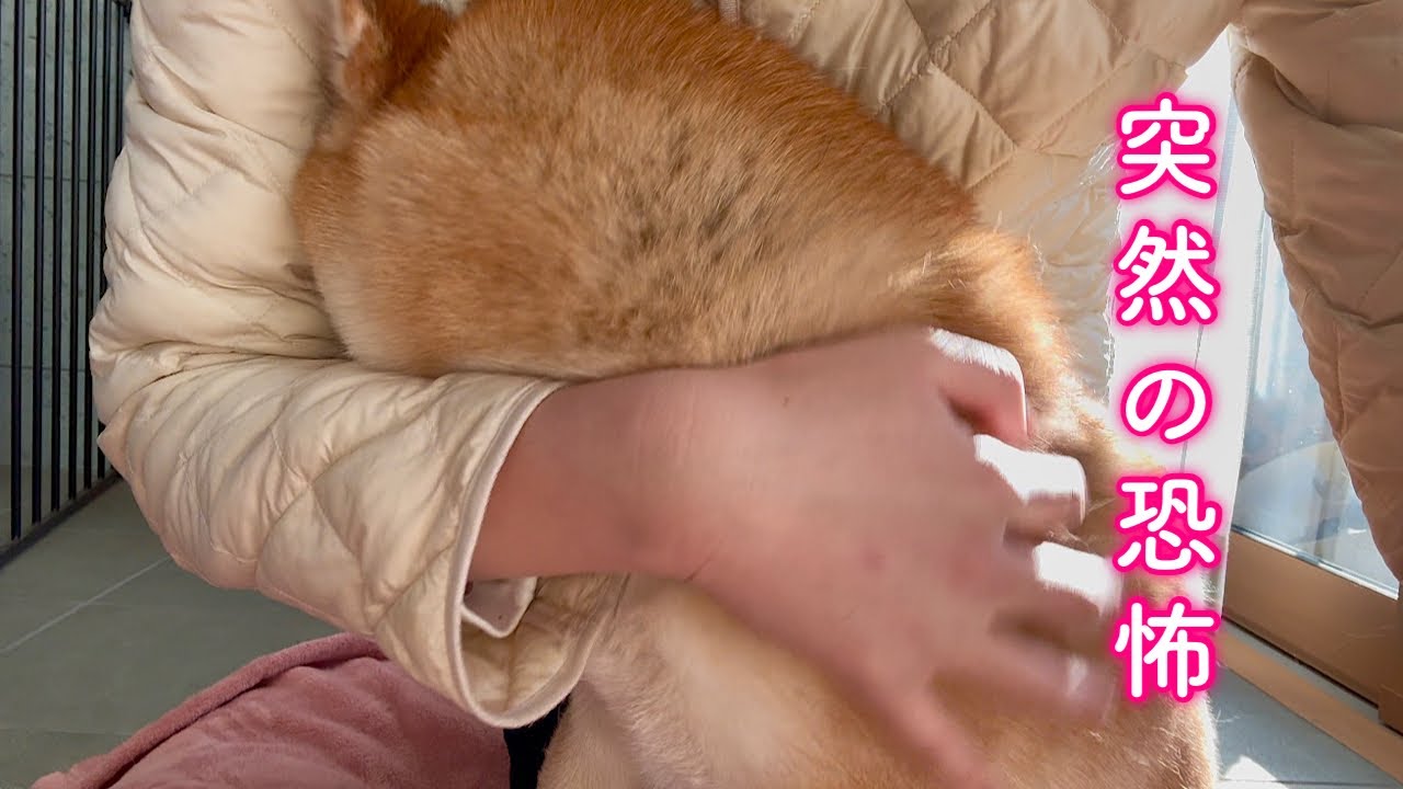 空で響き渡る轟音に恐怖のあまりママの懐に潜り込んで助けてを求める柴犬